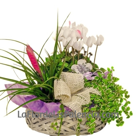 Cesta de Plantas