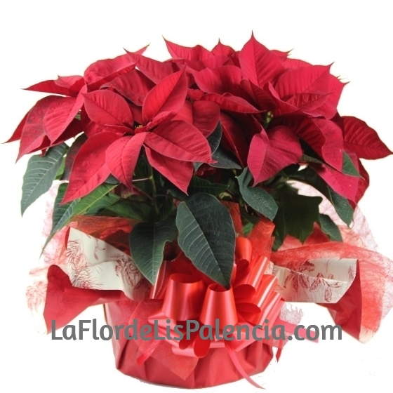 Composición flores de Navidad