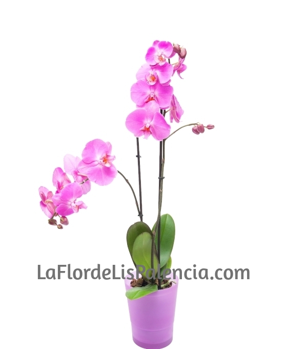 Orquídea Phalaenopsis