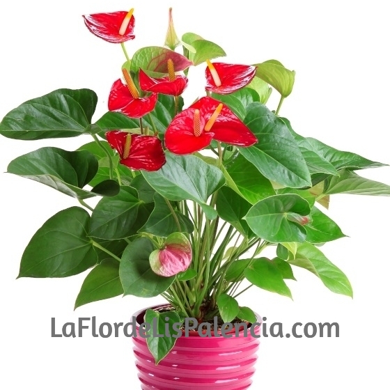 Planta de Anthurium