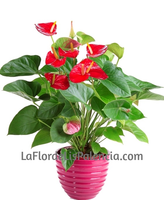 Planta Anthurium | Comprar Plantas Online | Floristería La Flor de Lis