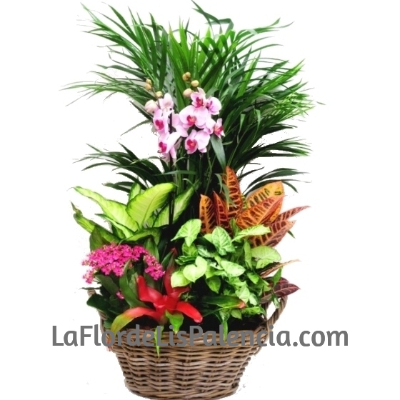 Cesta de Plantas