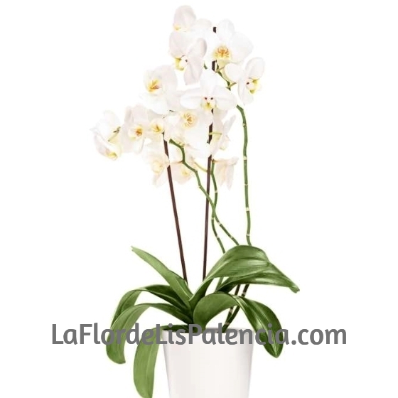 Orquídea Blanca plata