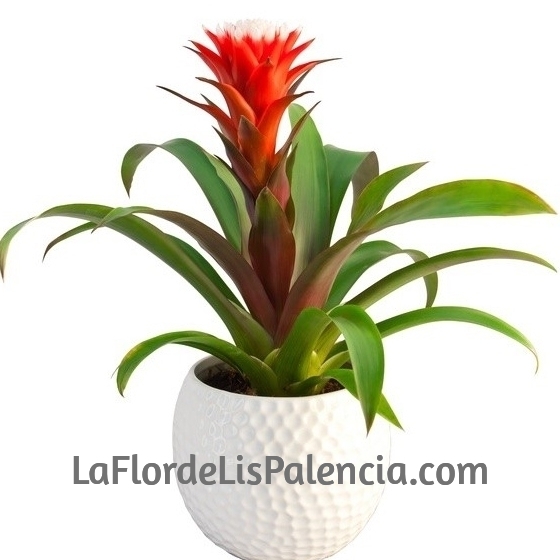 Planta Guzmania con cerámica
