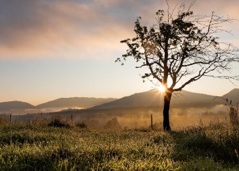 Flores funerarias Palencia