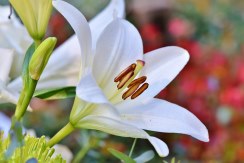Envío urgente flores funerarias Corazón Funerario Clavel y Lilium, Composiciones Florales Clásicas, Envíos Florales Urgentes a Tanatorios, Flores para Difuntos
