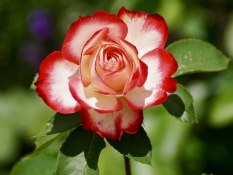 Cesta Plantas Jamaica, Cestas de Plantas de Regalo, Floristas Profesionales, Arte Floral, Envío de Flores en Cualquier Rincón de España