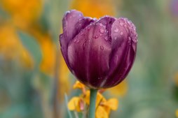 Flores Sepelio Centro Funerario 30 Rosas, Rosas Rojas para el Tanatorio, Flores para Sepelios, Floristería Online, Enviar Flores al Tanatorio
